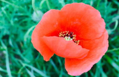 Monte Ramos - Foto 76