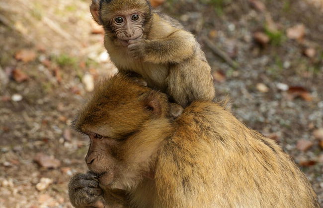 Nice Apartment in Daun-waldkonigen - Photo 12