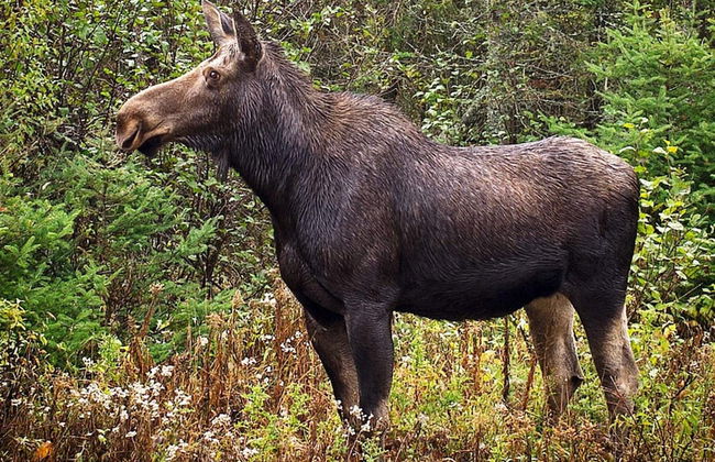 4 Person Holiday Home in Grimeton - Photo 11