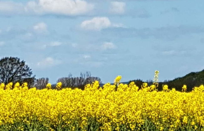 Holiday Home Amelie Comfortable Vacation Home - Photo 11