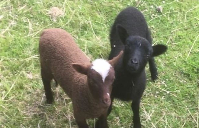 The Red Barn - Foto 10