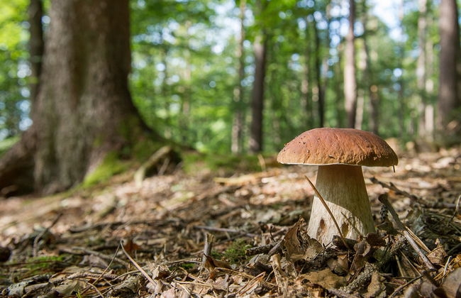 Lady Lavender - Foto 31