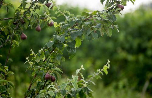 Quinta de Lourosa - Foto 36