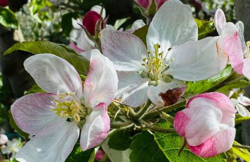 Ferienwohnungen JoJaSa - Foto 74