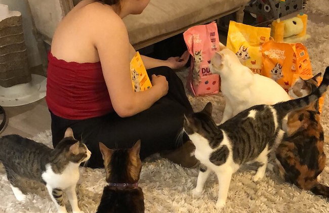 Bigotes y café: relájate y juega con adorables gatos - Foto 1