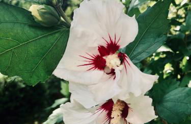 Villa FeWo mit separaten Schlafmöglichkeiten, zentral gelegen - Foto 10