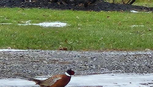 Cozy 1-bedroom apartment in wonderful Oak Harbor with AC - Foto 2