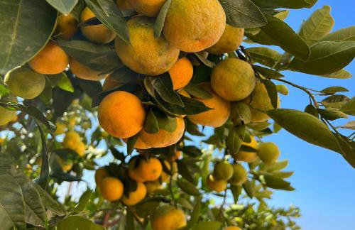 Apartments Daniela - Foto 48