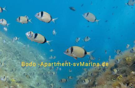 Bodo Apartment - Foto 57