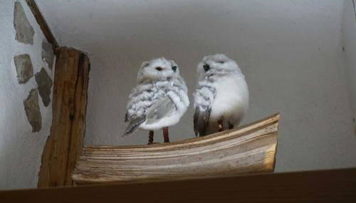 Ferienwohnung Käuzchen - Foto 5