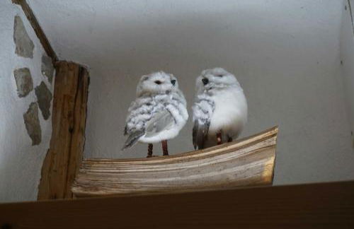 Ferienwohnung Käuzchen - Photo 5