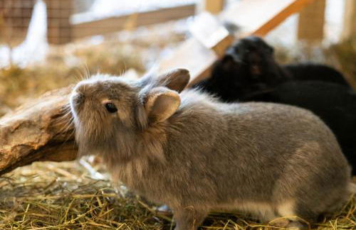 Preindlerhof Haylofts - Photo 60