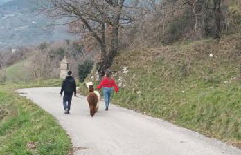 L'ALPACA DELLA ROSSA - AGRITURISMO - Foto 50