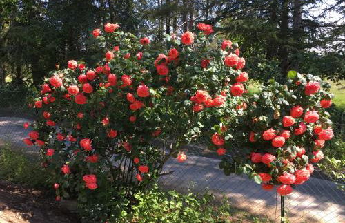 Le Mas Charlemagne - Foto 35