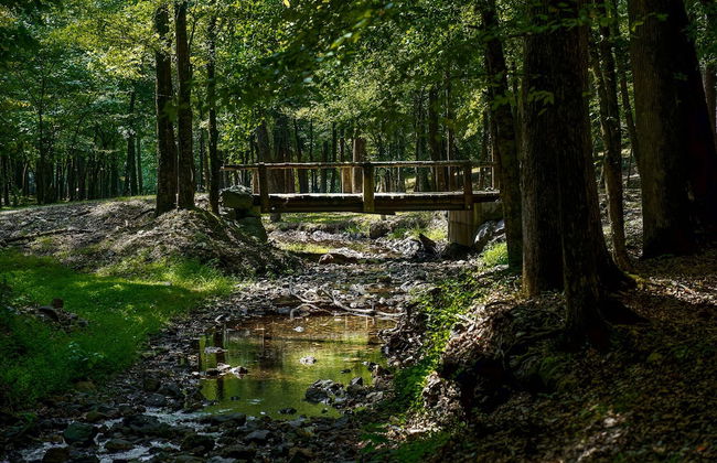 Bean Creek Cabins - Foto 51