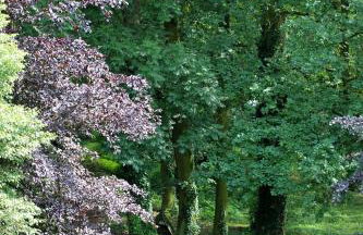 Szczodre Sybillenort blisko Wrocławia - Photo 38