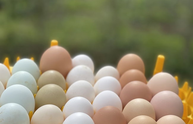 HACIENDA ILUMINADA ECO RETREAT - Foto 27