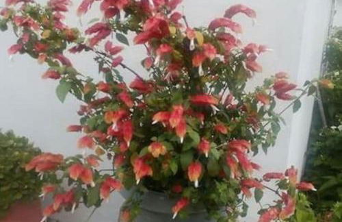 Xrysanthi's dream house - Foto 60