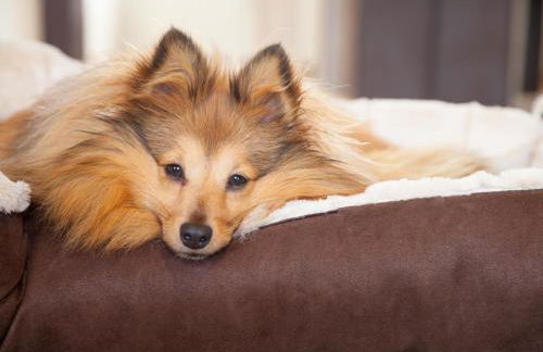 Tischneck Chalets - TraumFerienhäuser im Schwarzwald - Chalets Riva & Limone - Foto 41