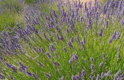 Hvar Stone Villa with pool - Foto 78