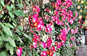 Versigglhof - Foto 50