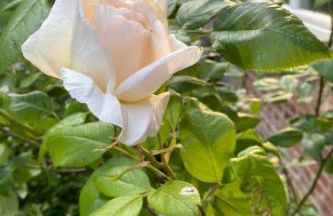 Apartment Altes Pastorenhus by Interhome - Foto 22