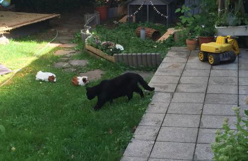 Feriendomizil Mikesh - Foto 23