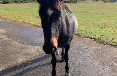 Heathfield Estate - Foto 47