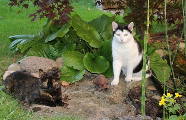 Cosy Apartment in the Harz Mountains - Foto 26