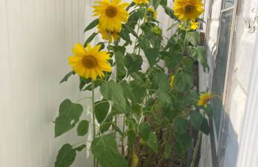 BEACH COTTAGE 2nd HOUSE FROM BEACH - Foto 30