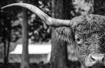 Ol’ Mel’s Farm - Foto 17