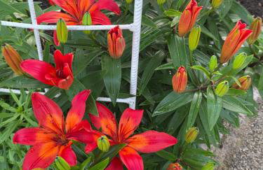 Apartments Žegarac House - Foto 38