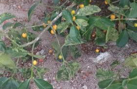 Sitio Esquina da Serra - Foto 29