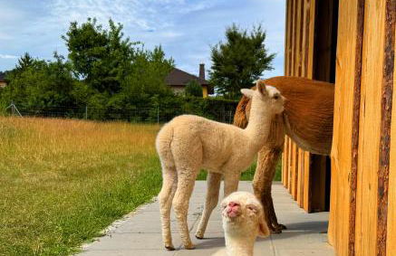 Ferienhäuser Saalemaxx - Foto 45