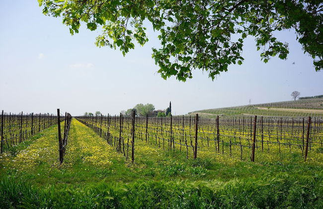 Domus Cariana - Photo 38