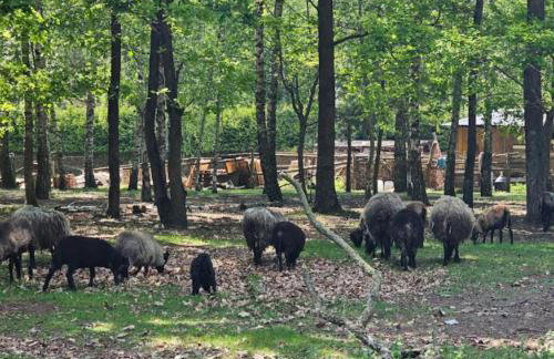 Łosiowa Buda - Foto 11