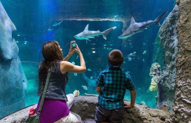 Billet pour SEA LIFE® Orlando - Photo 4