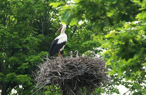 Uroczysko Deresze - Foto 72