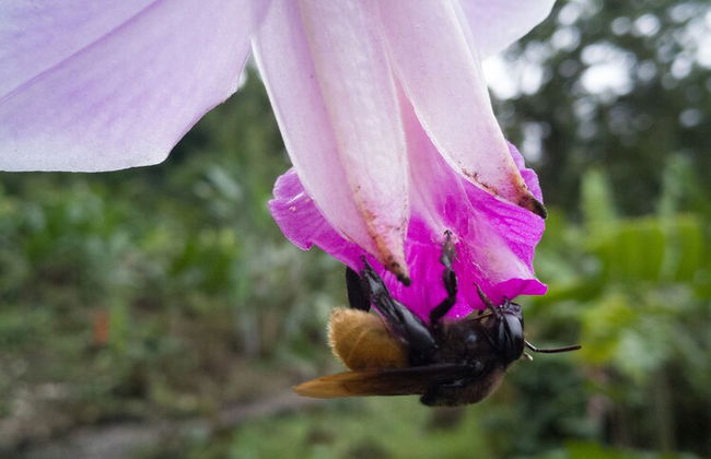 Oski Lodge - Foto 70