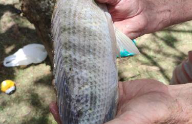 Sítio é Benção em Igaratá - Foto 45