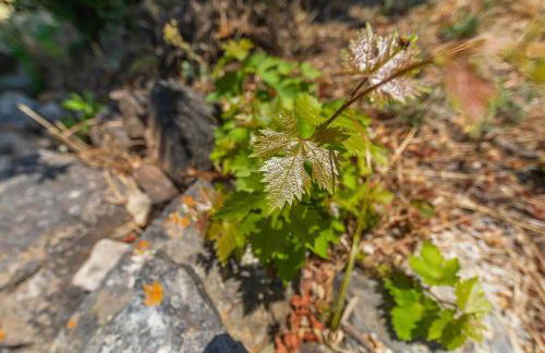 Casa Pájaro Colores in Bolonia - Foto 77