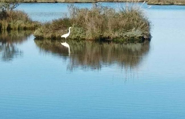 Visita a una fábrica conservera + Marismas de Santoña - Foto 15