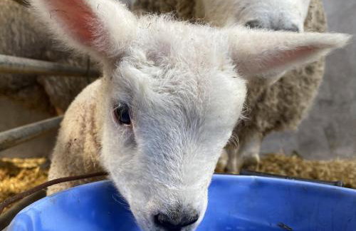 Betty's Farm Cottage - Foto 68