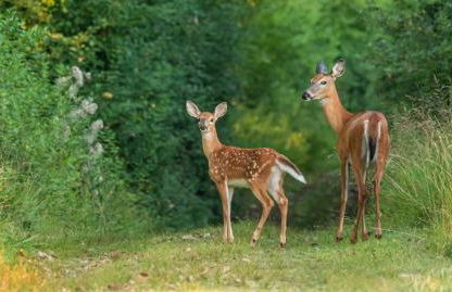 Farm Country House with Pool and Huge Property - Foto 10