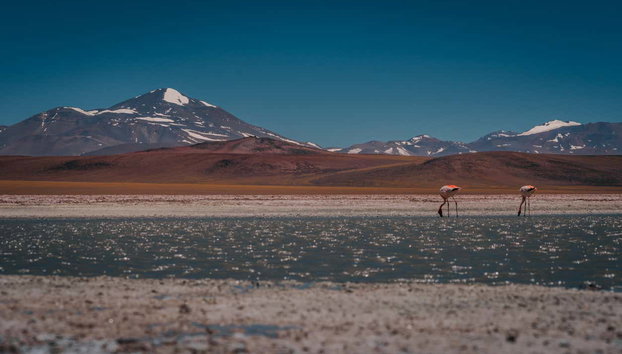 Brava Lagoon Trip - Photo 2, Flamingos at the Brava Lagoon