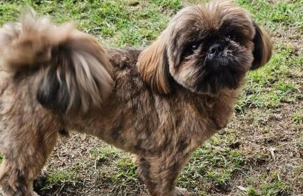 Chalé Girassol 4 - Foto 24