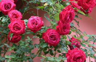 Beautiful apartment on the lake, pool & parking - Nr 124 - Photo 26