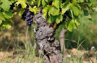 Tenuta Montebello - Foto 60