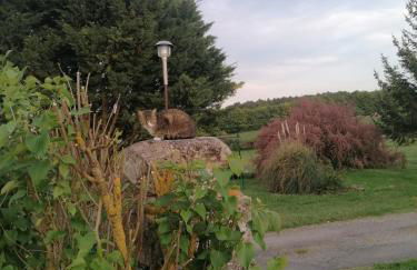 Gîte 4 pers proche cure thermale, Futuroscope, calme et nature à La Roche Posay - Foto 36