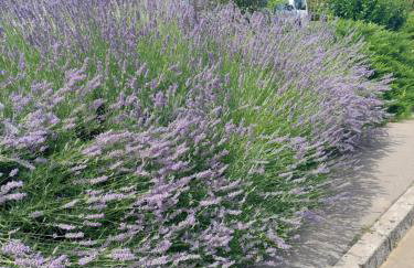 Apartment Fabris - Foto 40